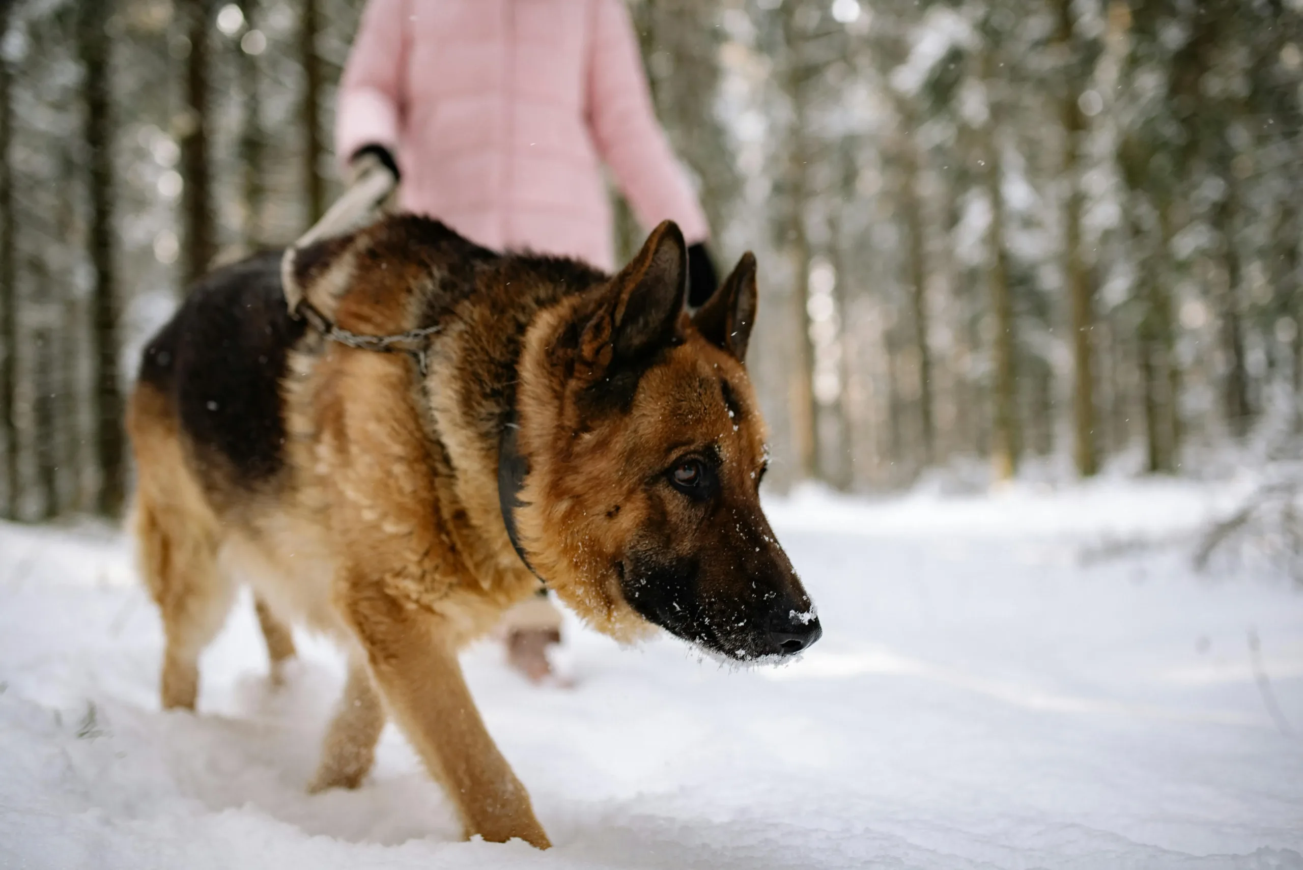 German Shepherd - True Dawg