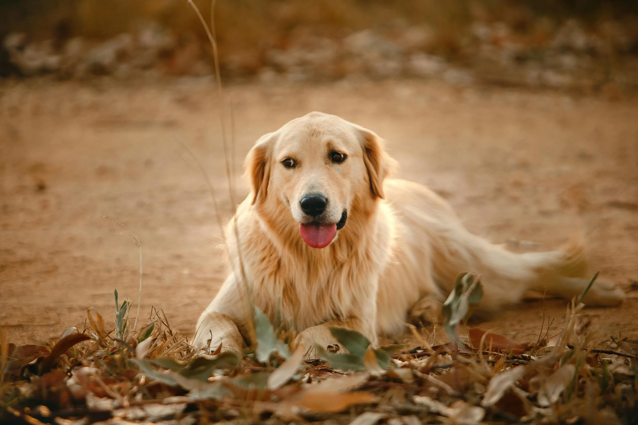 Golden Retriever - True Dawg