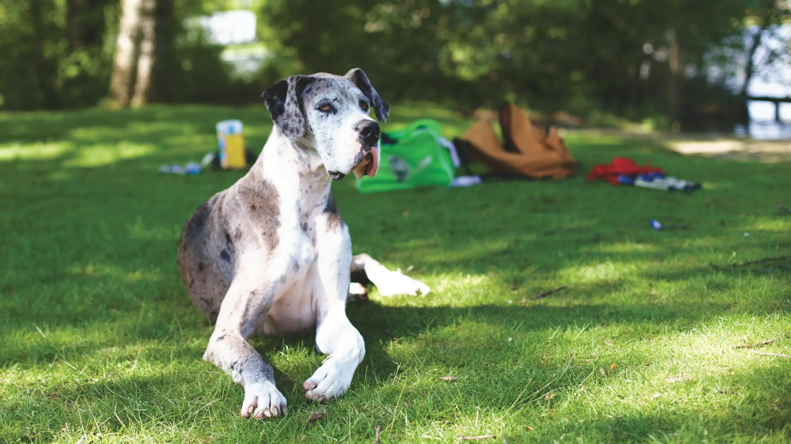Great Dane - True Dawg