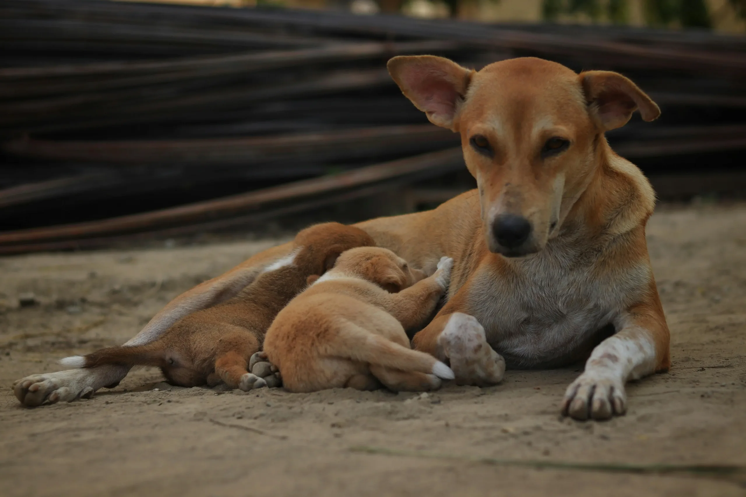 Indian Pariah - True Dawg