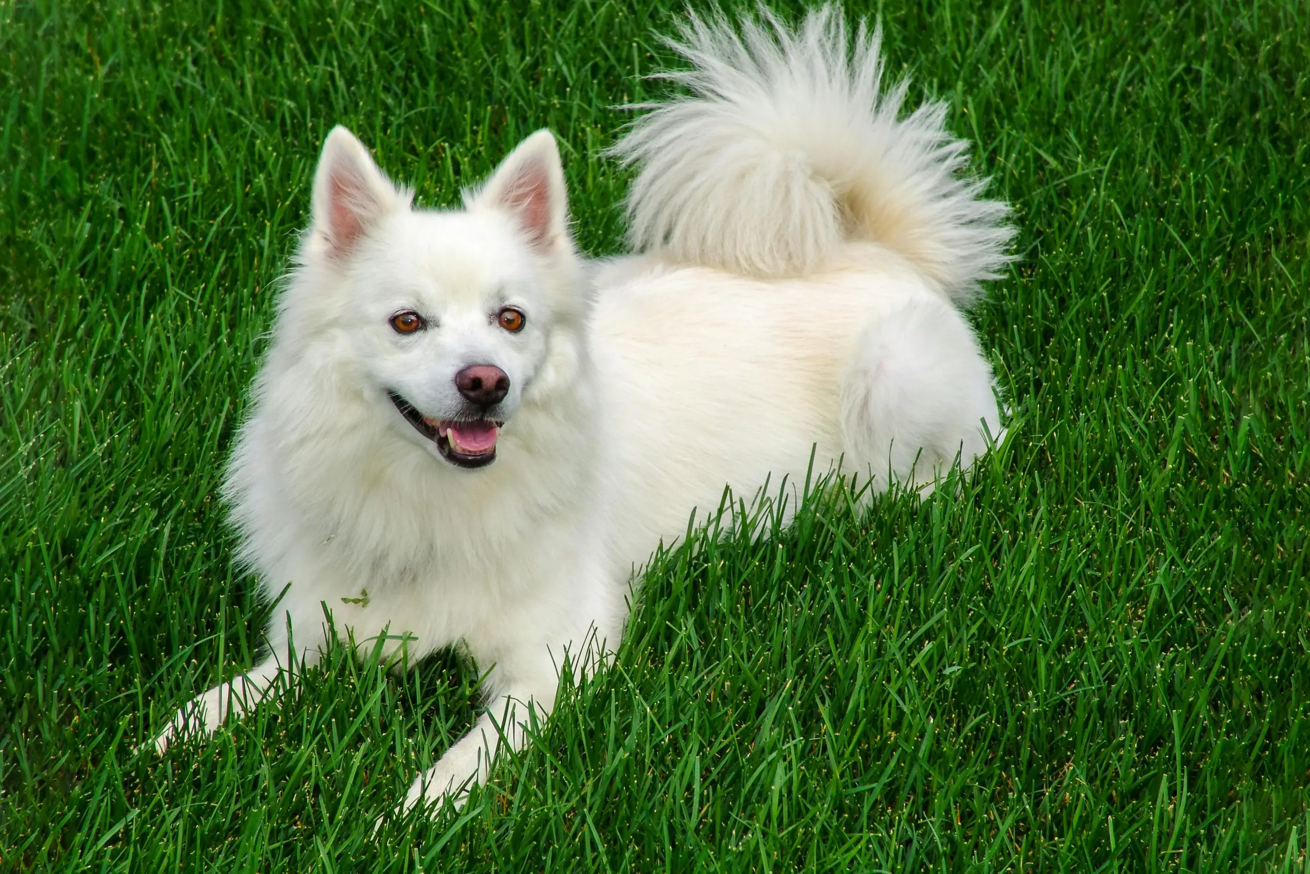 Indian Spitz - True Dawg