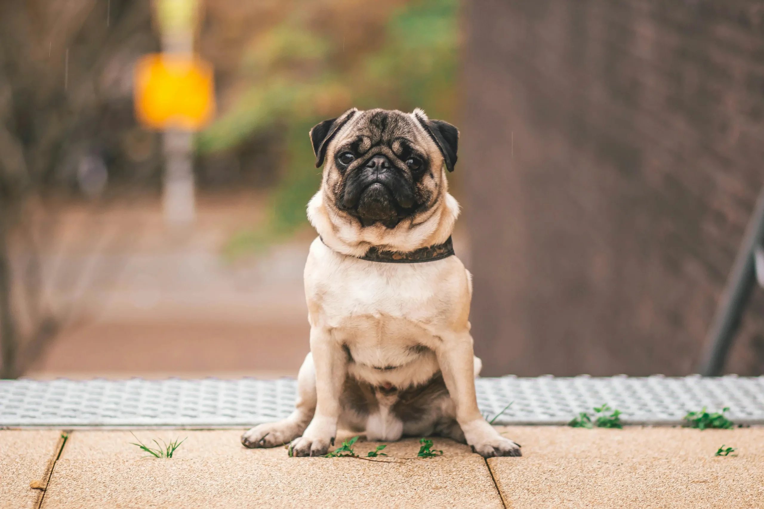 Pug - True Dawg