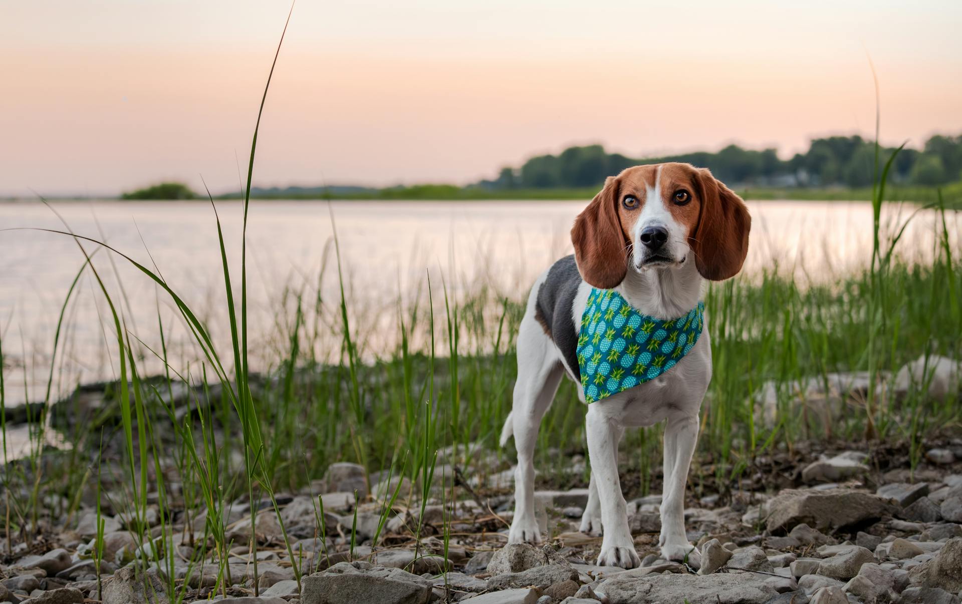 Beagle - True Dawg