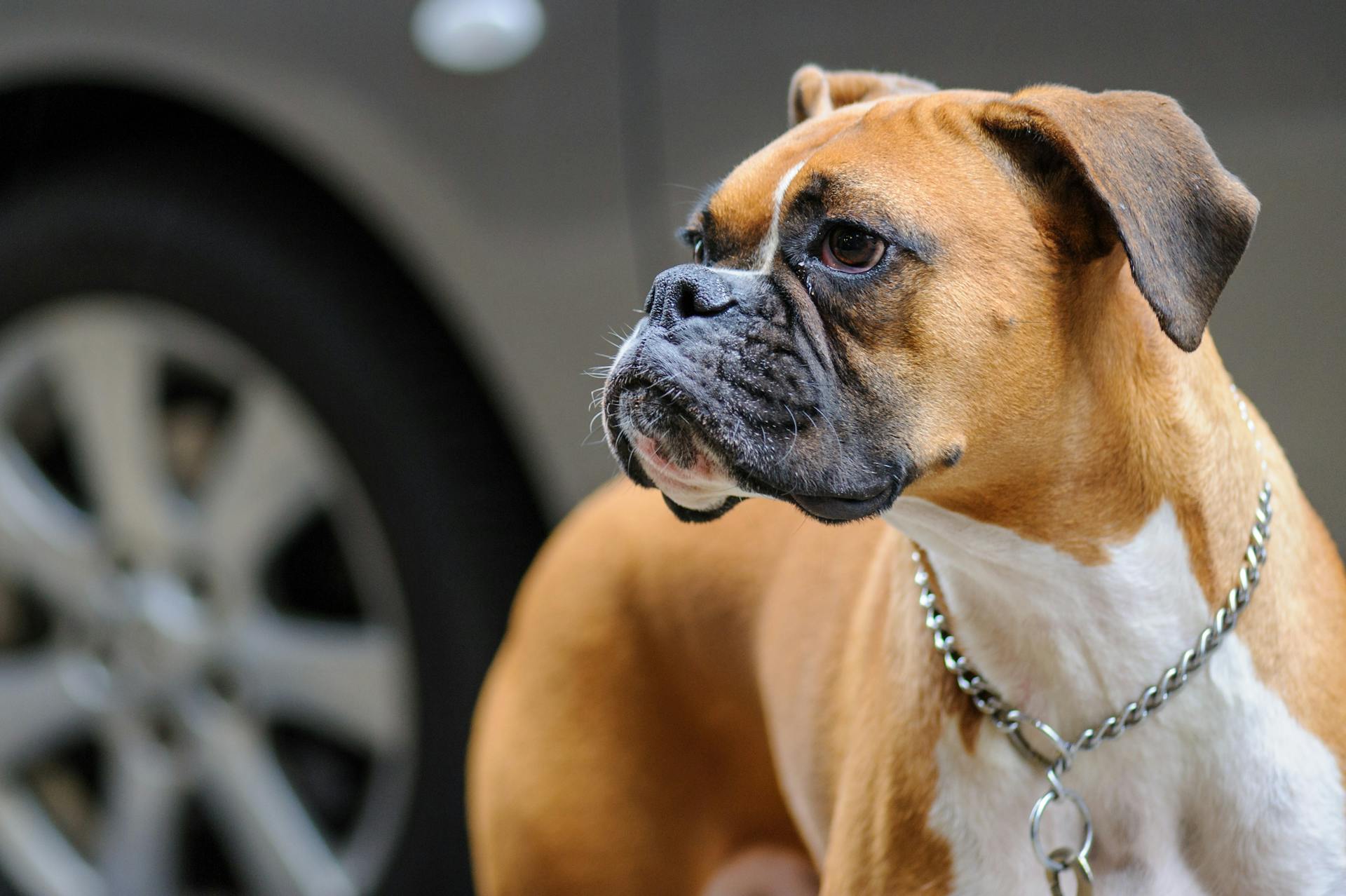 Boxer - True Dawg
