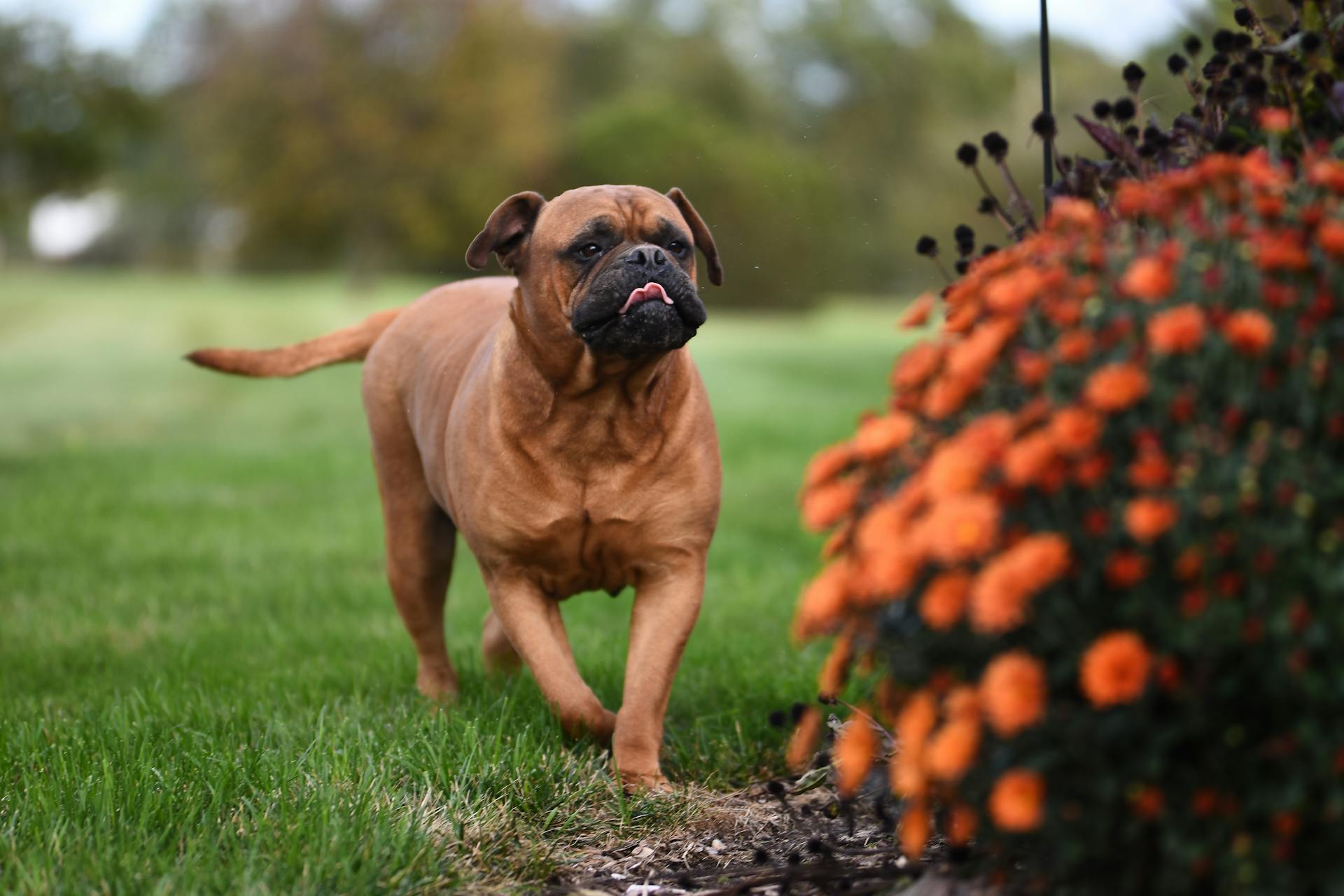 Bullmastiff - True Dawg