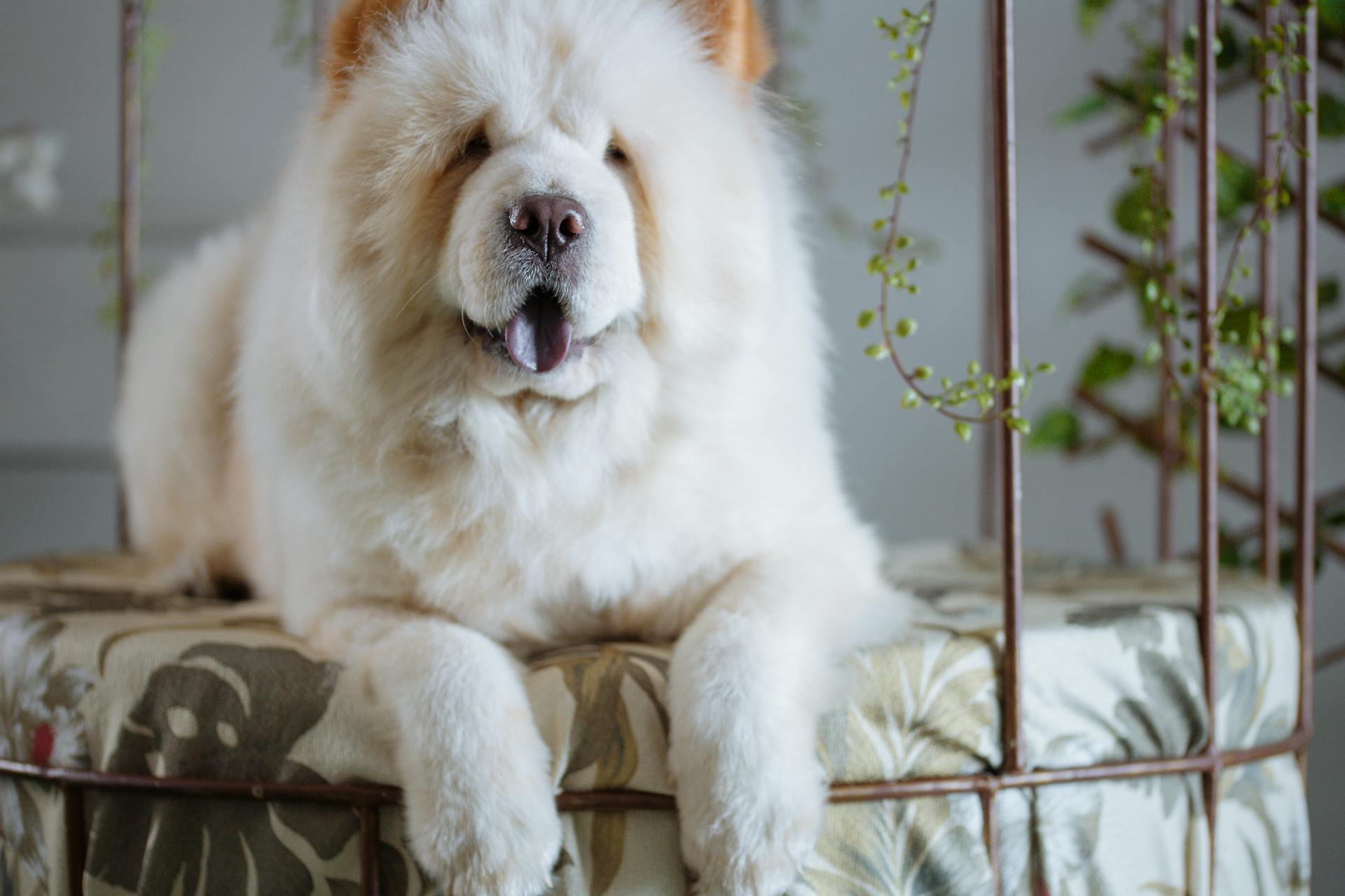 Chow Chow - True Dawg