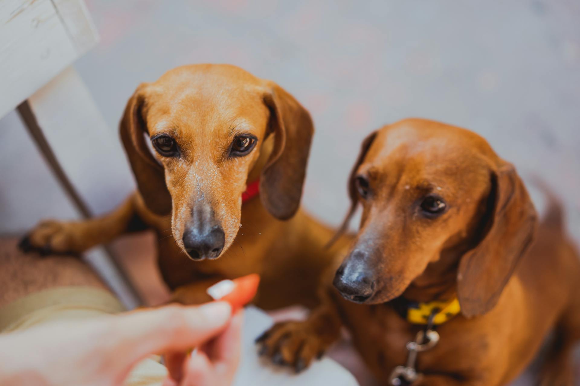 Dachshunds - True Dawg