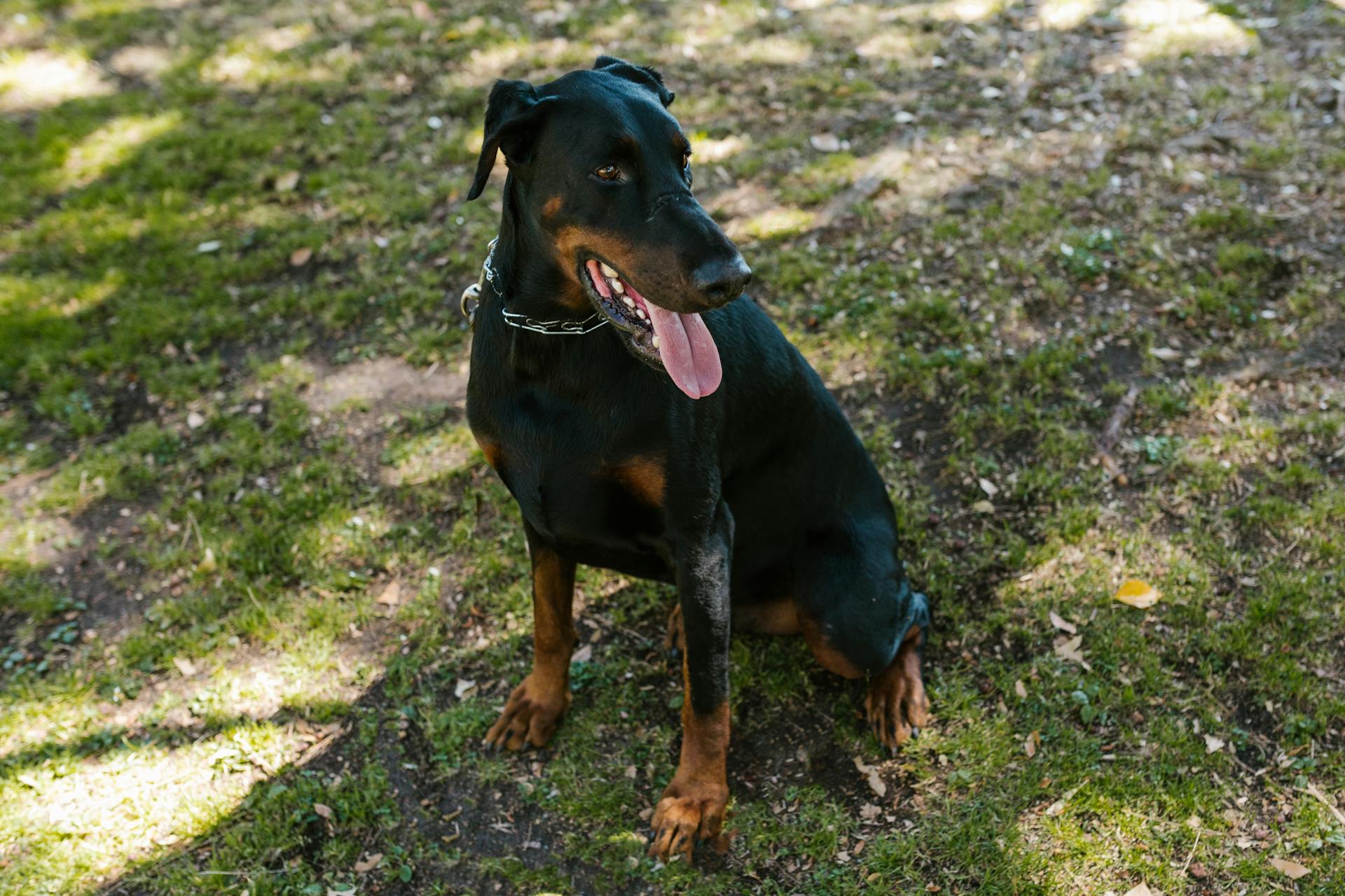 Doberman - True Dawg