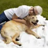 Labrador price in India | True Dawg