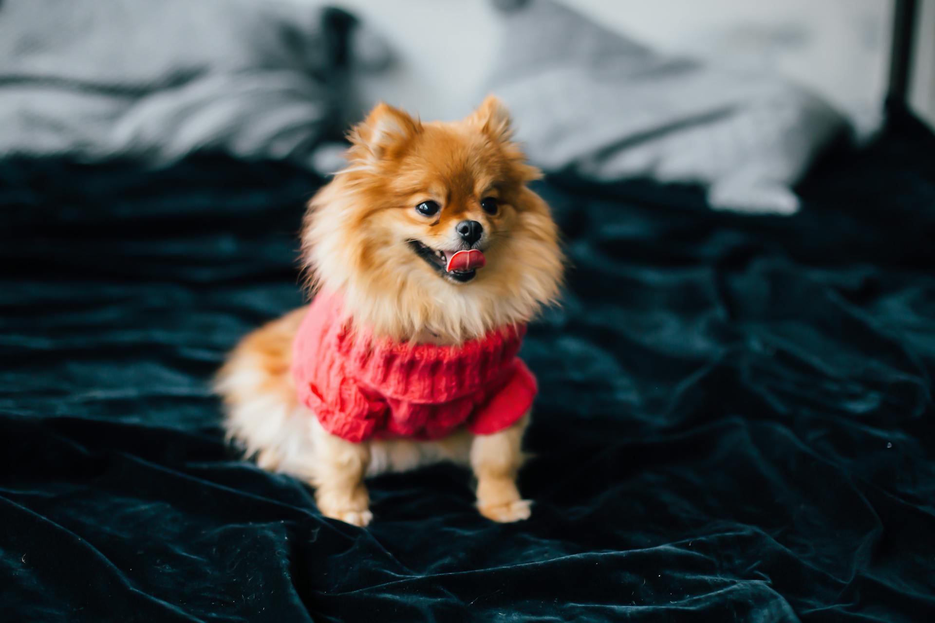 Pomeranian - True Dawg