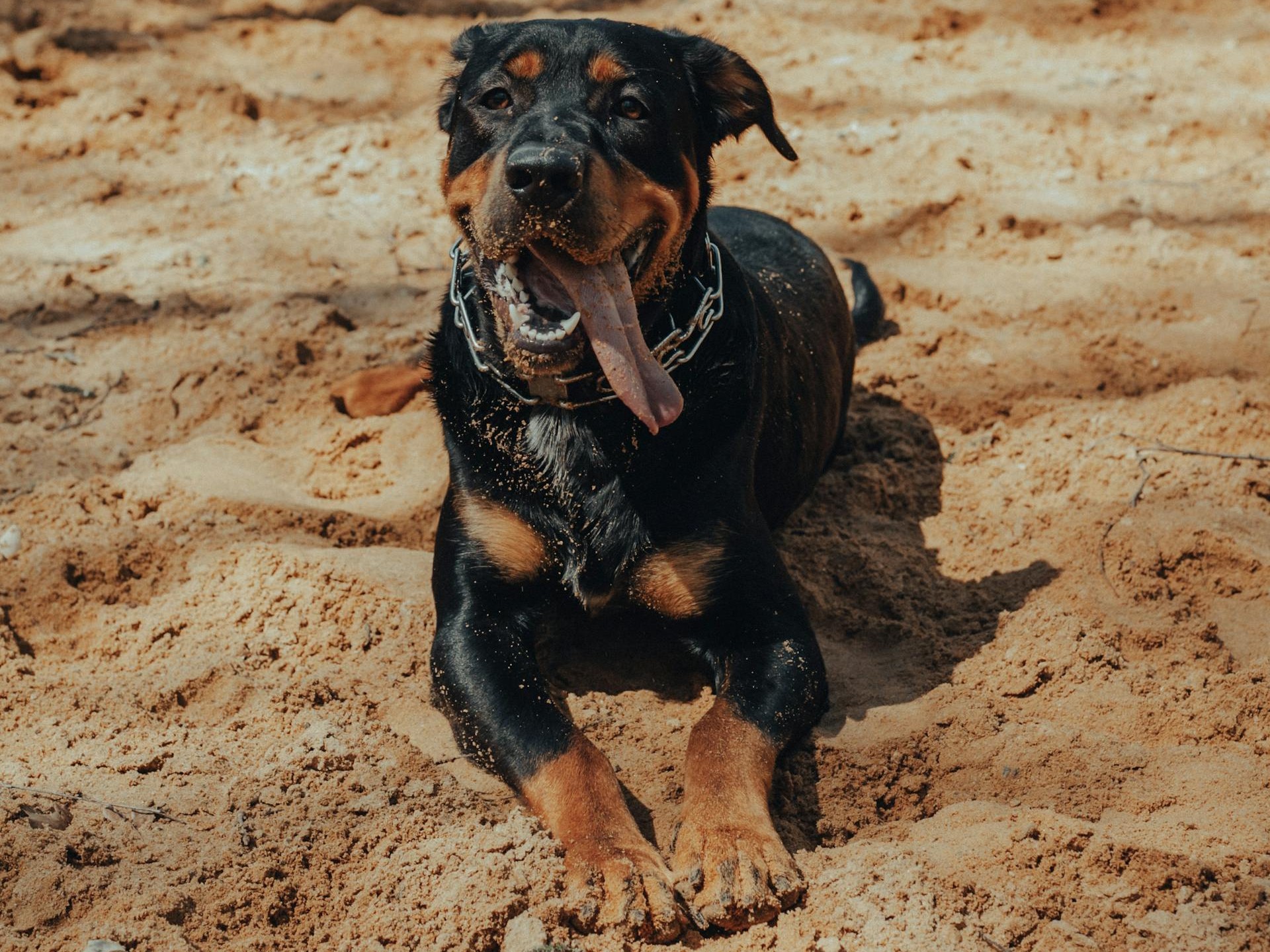 Rottweilers - True Dawg