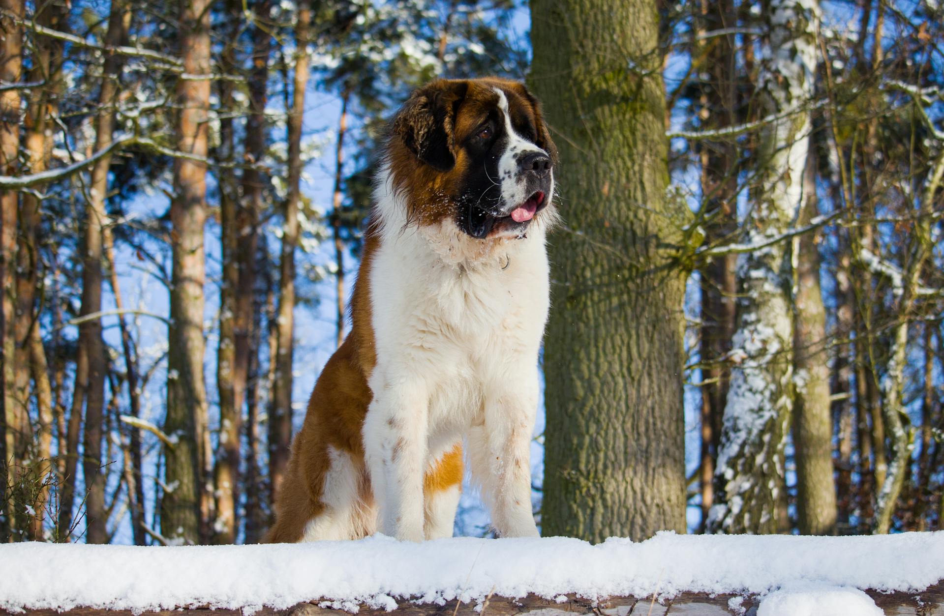 Saint Bernard - True Dawg