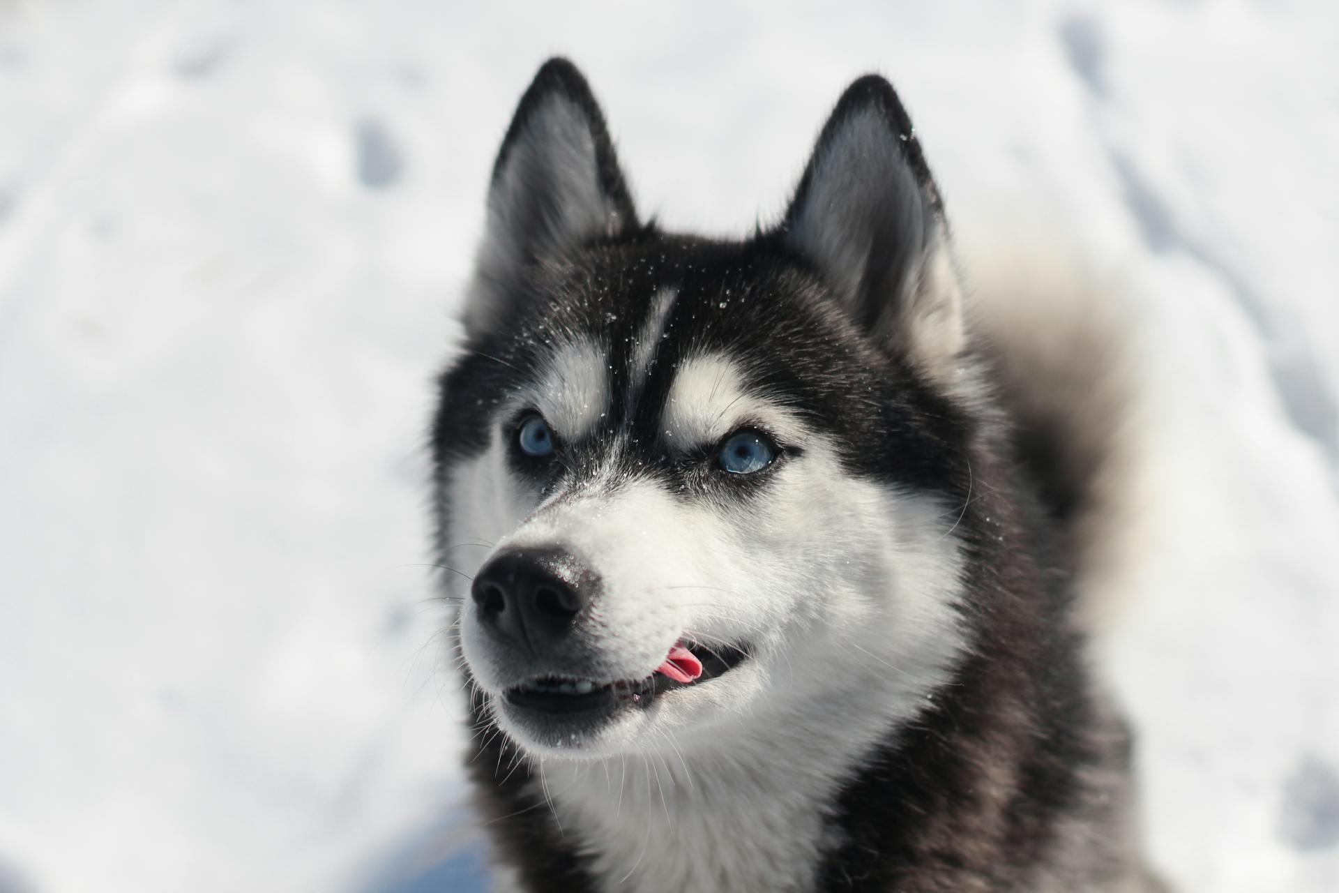 Siberian Huskies - True Dawg