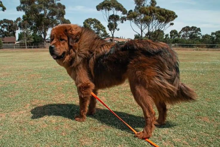 Tibetan Mastiff - True Dawg