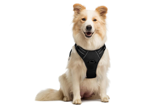 Dog Accessories | True Dawg